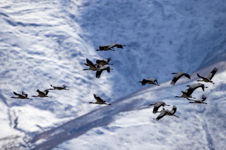 (miniature) Des grues à cou noir volent au-dessus de montagnes enneigées
