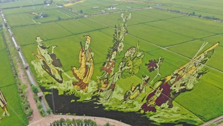 (miniature) Vue aérienne des rizières à Shenyang