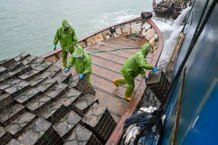 (miniature) Des pêcheurs transfèrent des ormeaux depuis un navire de transport vers un bateau de pêche dans le district de Lianjiang