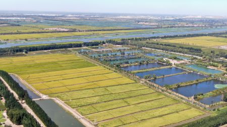 (miniature) Photo aérienne des champs de riz géant