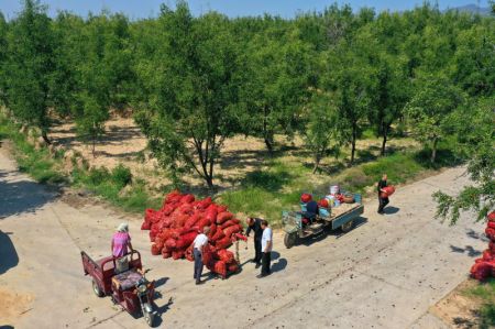 (miniature) Photo aérienne prise le 15 septembre 2021 de villageois pesant des dattes récoltées dans le district de Ruicheng de la ville de Yuncheng