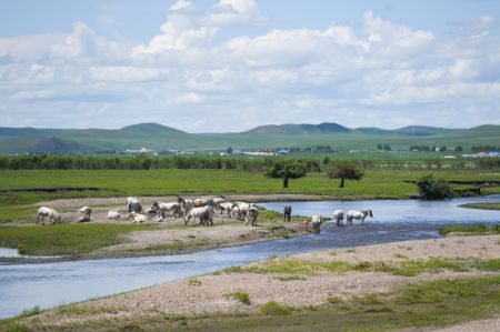 (miniature) Un troupeau de bovins et de chevaux dans la prairie d'Ulan Mod