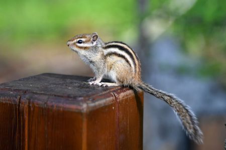 (miniature) Un écureuil en quête de nourriture dans le parc forestier national d'Arxan