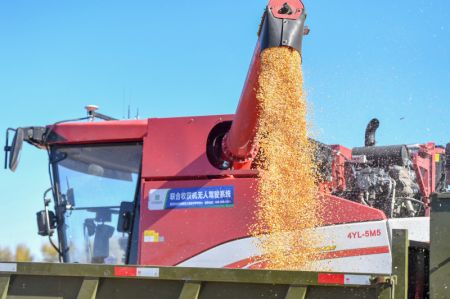 (miniature) Une machine agricole autonome verse le maïs récolté dans un tracteur dans une ferme de Gongzhuling