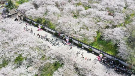 (miniature) Photo aérienne prise par drone de cerisiers en fleurs dans le district de Yanling