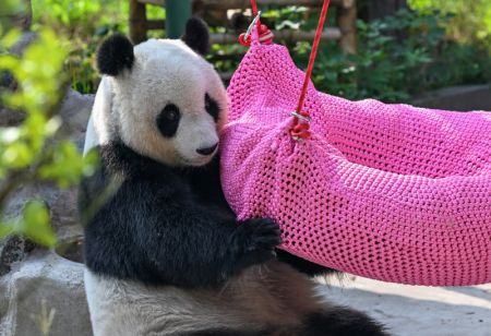 (miniature) Le panda géant Xi Le se détend au Zoo de Tianjin