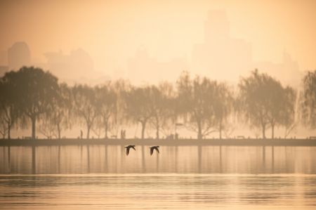 (miniature) Des oiseaux aquatiques survolent le lac de l'Ouest à Hangzhou