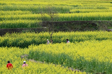(miniature) Des touristes dans un champ de fleurs de colza au village de Lingshan du district de Huizhou