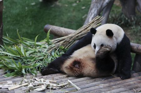 (miniature) Photo prise le 20 février 2024 montrant le panda géant Fu Bao au parc à thème Everland à Yongin
