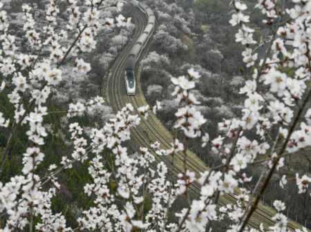 (miniature) Un train circule au milieu de fleurs épanouies près de la section Juyongguan de la Grande Muraille à Beijing