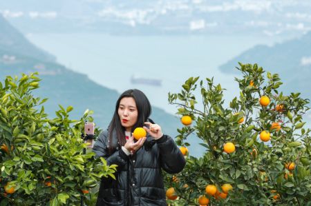 (miniature) Une animatrice de livestreaming présente des oranges dans une plantation d'orangers du village de Leigutai du bourg de Guojiaba