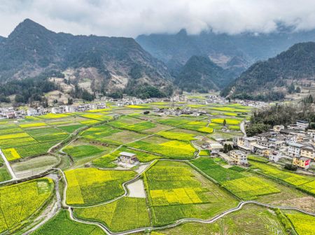 (miniature) Photo aérienne des champs de fleurs de colza dans le bourg de Changsheng du district autonome Miao et Tujia de Pengshui
