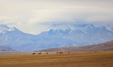 (miniature) Des ânes sauvages du Tibet dans le district de Burang de la région autonome du Xizang (sud-ouest de la Chine)