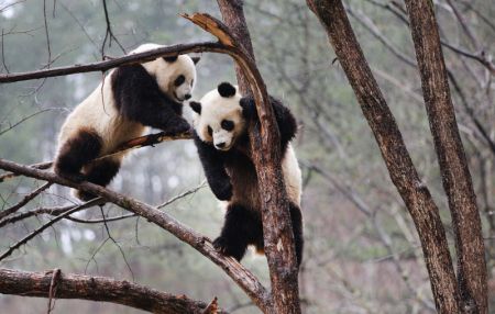 (miniature) Les pandas géants Lulu (à droit) et Xiaoxin s'amusent sur un arbre dans la Base d'entraînement à l'état sauvage pour les pandas de Qinling dans la Réserve naturelle de Foping