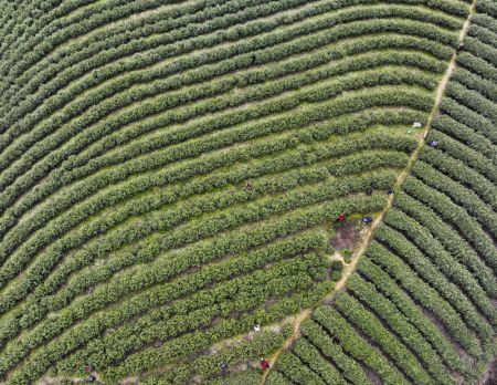 (miniature) Photo aérienne d'un drone d'agriculteurs cueillant des feuilles de thé dans le village de Zhangmu du bourg de Wuma