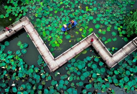 (miniature) Des bénévoles nettoient un étang dans le village de Xucang du district de Changxing