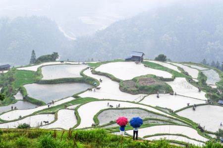 (miniature) Des agriculteurs et du bétail travaillent dans les champs en terrasse lors doeun événement présentant les traditions agricoles locales dans le district de Liping de la préfecture autonome Miao et Dong de Qiandongnan