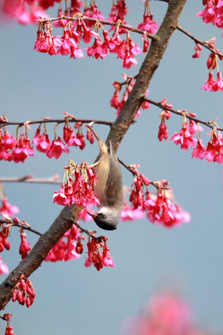 (miniature) Un oiseau picore sur une branche de cerisier dans le village de Jieya du bourg de Jiuwanxi
