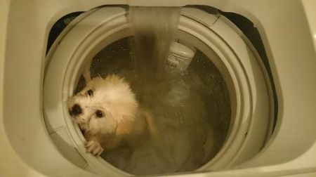 (miniature) Il lave son chien dans la machine à laver