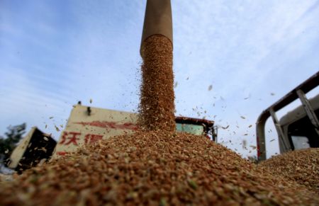 (miniature) Le blé récolté est chargé dans un camion dans le village de Daguangliang du district de Pingyi