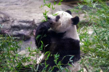 (miniature) Photo prise le 19 février 2023 montrant le panda géant Xiang Xiang aux jardins zoologiques d'Ueno à Tokyo