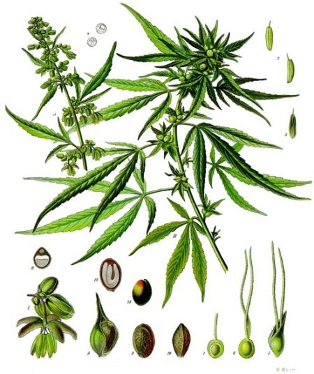 (miniature) cannabis