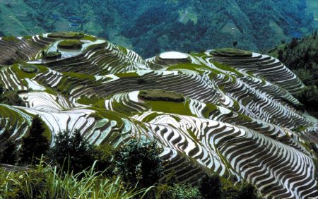 (miniature) rizières en terrasse de Chine