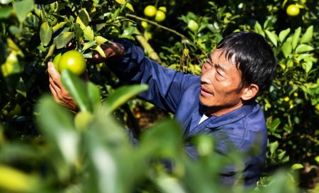 (miniature) Un employé cueille des oranges vertes dans une base de plantation du District autonome Li et Miao de Qiongzhong