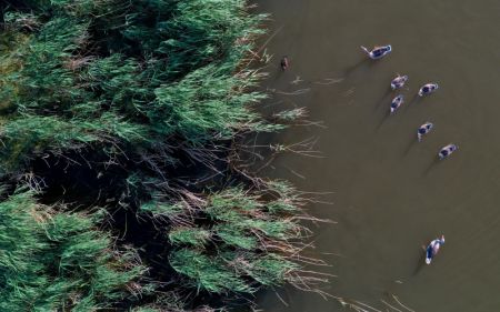(miniature) Photo aérienne des canards sauvages dans le parc national de zones humides du lac Ulungur à Fuhai