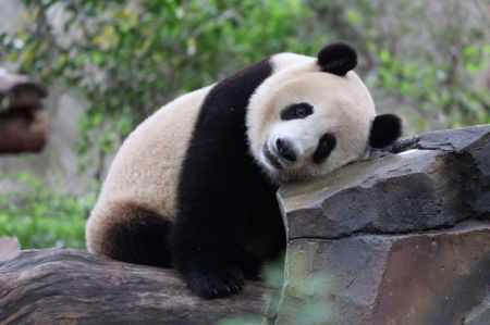 (miniature) Le panda géant Reganmian dans la Base de recherche sur l'élevage des pandas géants de Chengdu