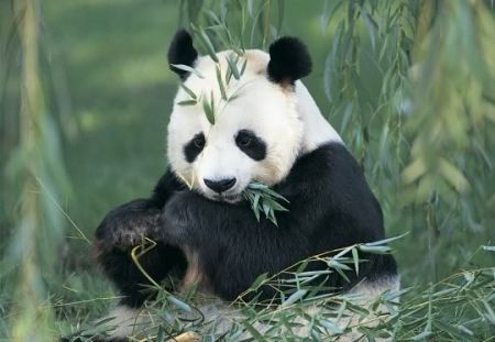 (miniature) panda géant
