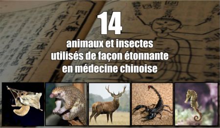 (miniature) 14 animaux et insectes utilisés de façon étonnante en médecine chinoise