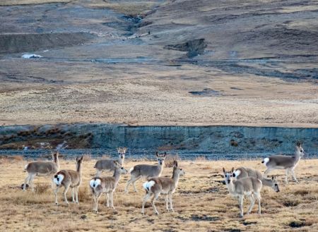 (miniature) Des gazelles tibétaines près du lac Yamzbog Yumco