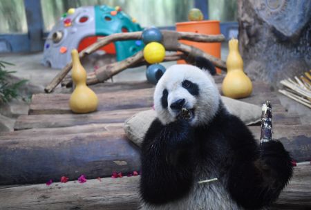 (miniature) Le panda géant Gonggong s'alimente dans le parc des animaux sauvages tropicaux et le jardin botanique de Hainan à Haikou
