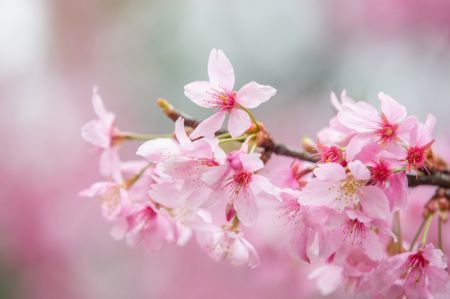 (miniature) Photo prise le 27 février 2021 montrant des fleurs de cerisier au parc des fleurs de cerisier du lac de l'Est à Wuhan