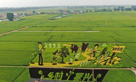 (miniature) Vue aérienne des rizières à Shenyang