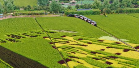 (miniature) Des touristes visitent une rizière en train à Shenyang