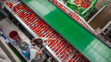 (miniature) Un ouvrier trie des pommes dans une usine de fruits du village de Xiejia