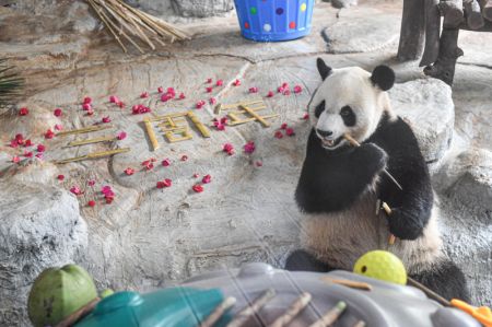 (miniature) Le panda géant Shunshun s'alimente dans le parc des animaux sauvages tropicaux et le jardin botanique de Hainan à Haikou