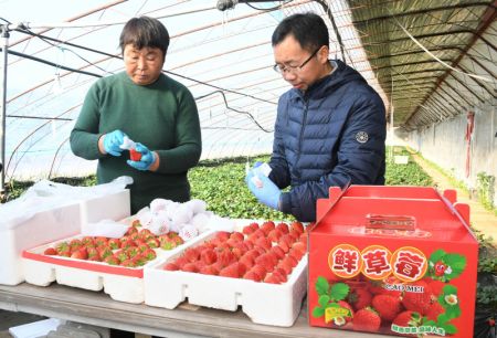 (miniature) Des agriculteurs emballent des fraises fraichement récoltées dans une serre de l'arrondissement de Pinggu