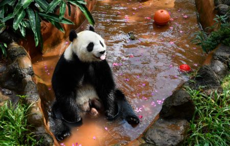 (miniature) Le panda géant Gonggong dans le Parc animalier tropical et jardin botanique de Hainan