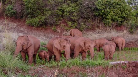 (miniature) Photo des éléphants d'Asie sauvages dans l'arrondissement de Jinning à Kunming