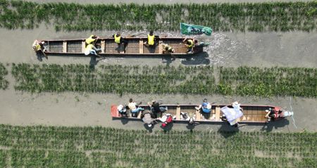 (miniature) Photo aérienne de participants lors d'une course de bateaux-dragons dans une rizière du bourg de Xionglongtai du nouvel arrondissement de Shenbei