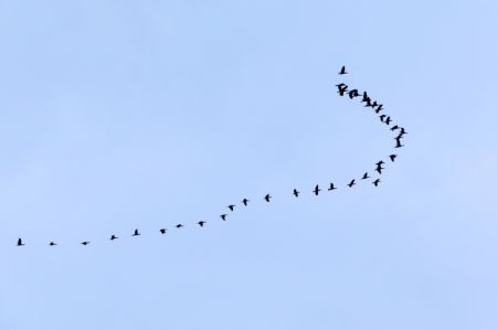 (miniature) Des oiseaux migrateurs survolent la réserve naturelle nationale de Caohai