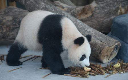 (miniature) Le panda géant Damei au zoo écologique de Changsha