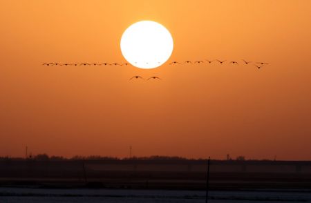 (miniature) Photo d'oiseaux volant au coucher du soleil sur un haut-fond du fleuve Jaune