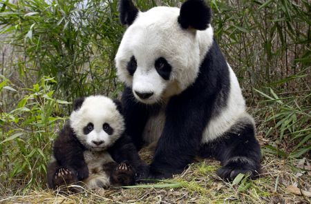 (miniature) maman panda et bébé panda