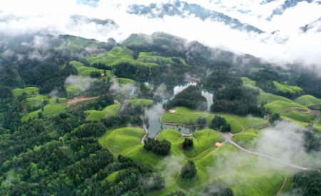 (miniature) Photo aérienne prise le 26 avril 2022 montrant des champs de thé dans la préfecture autonome Tujia et Miao d'Enshi