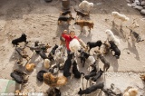 Chine : Ancien millionnaire, il se ruine pour sauver des milliers de chiens