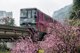 Photos Chine : un train circule parmi des fleurs  Chongqing au printemps